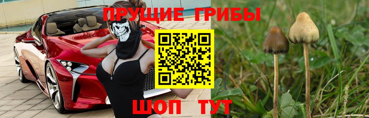 Псилоцибиновые грибы мицелий Ивантеевка